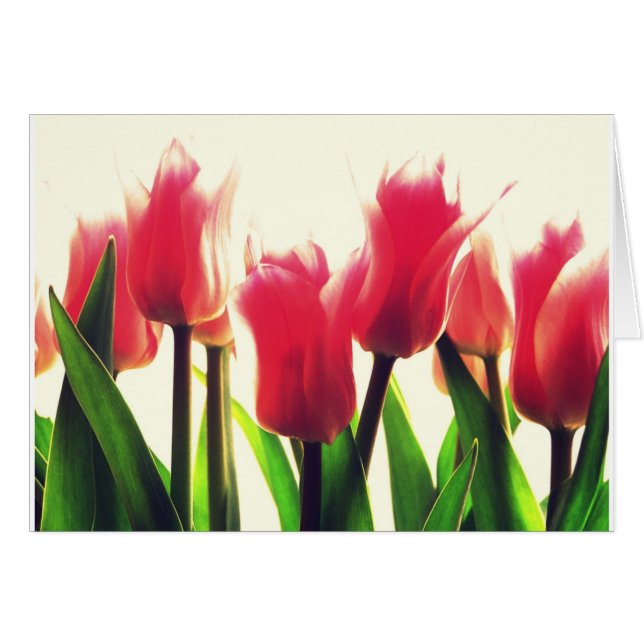 Pink Tulips Blume (Vorderseite (Horizontal))