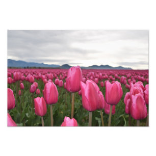 Pink Tulips Blume Foto Poster