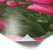 Pink Tulips Blume Foto Poster (Ecke)