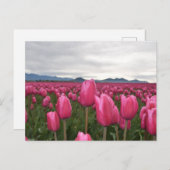 Pink Tulips Blume Postkarte (Vorne/Hinten)