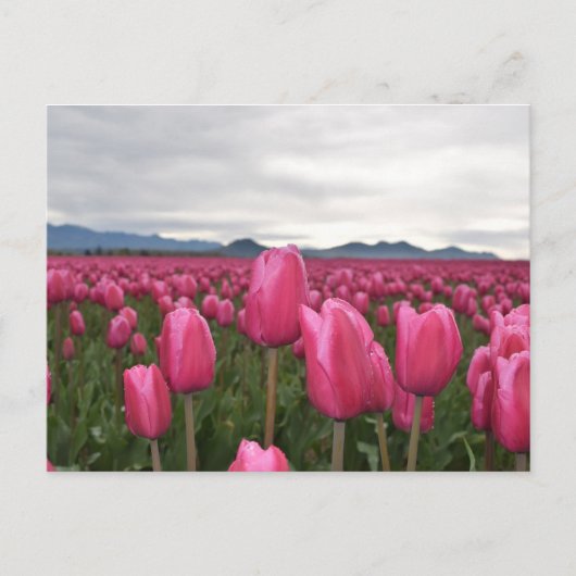 Pink Tulips Blume Postkarte (Vorderseite)