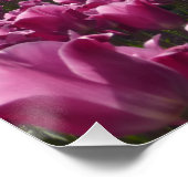 Pink Tulips Field mit Blue Sky Poster (Ecke)