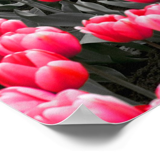 Pink Tulips Field Poster (Ecke)