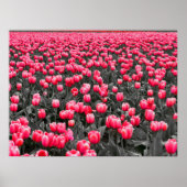 Pink Tulips Field Poster (Vorne)