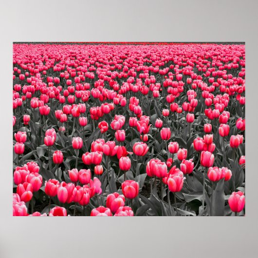 Pink Tulips Field Poster (Vorne)