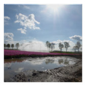 Pink Tulips Field Reflektiertes Landschaftsposter Poster (Vorderseite)