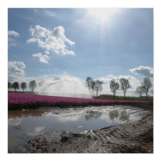 Pink Tulips Field Reflektiertes Landschaftsposter Poster (Vorderseite)