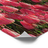 Pink Tulips Floral Poster (Ecke)