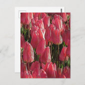 Pink Tulips Floral Postkarte (Vorne/Hinten)