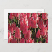 Pink Tulips Floral Postkarte (Vorne/Hinten)
