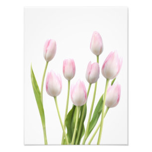 Pink Tulips Fotodruck