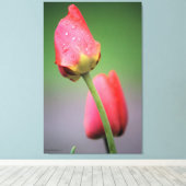 Pink Tulips Fotografie Canvas Print Leinwanddruck (Insitu (Holzboden))