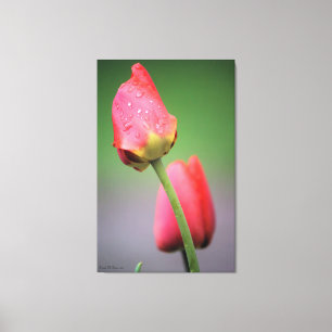 Pink Tulips Fotografie Canvas Print Leinwanddruck