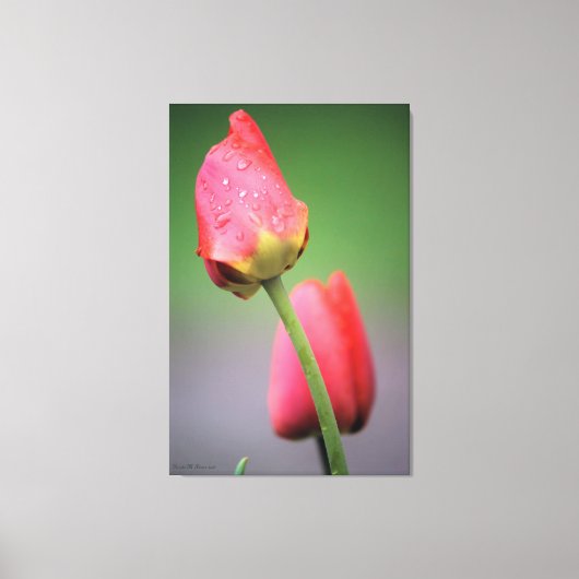 Pink Tulips Fotografie Canvas Print Leinwanddruck (Vorderseite)