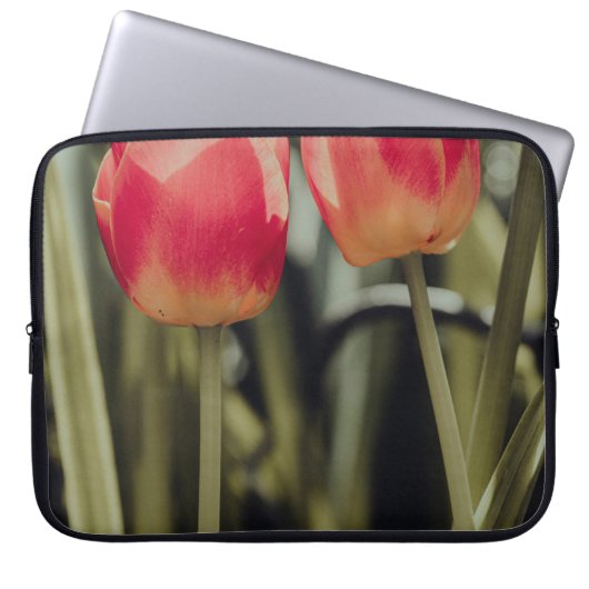 PINK TULIPS IN BLOOM LAPTOPSCHUTZHÜLLE (Vorderseite)