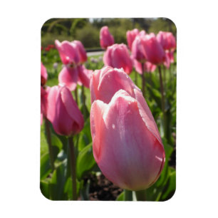 Pink Tulips Magnet