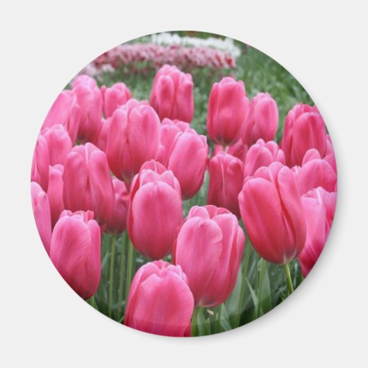 Pink Tulips Magnet (Vorne)