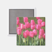 Pink Tulips Magnet (Vorderseite/Rückseite)