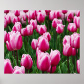 Pink Tulips Poster (Vorne)