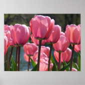 Pink Tulips Poster (Vorne)