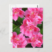 PINK TULIPS ~ Postkarte (Vorne/Hinten)