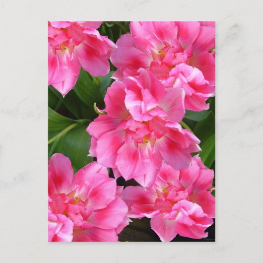 PINK TULIPS ~ Postkarte (Vorderseite)