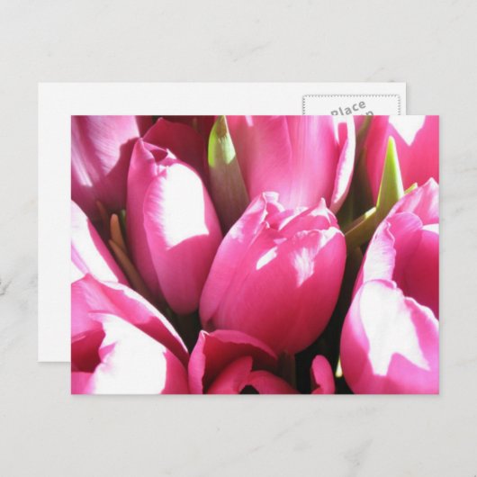 Pink Tulips Postkarte (Vorne/Hinten)