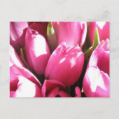 Pink Tulips Postkarte (Vorderseite)