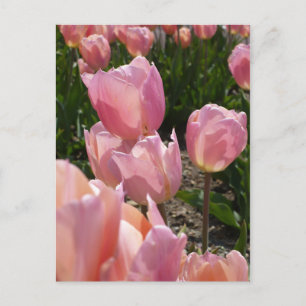 Pink Tulips Postkarte