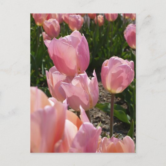 Pink Tulips Postkarte (Vorderseite)