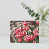Pink Tulips Postkarte (Stehend Vorderseite)