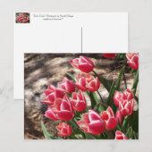 Pink Tulips Postkarte (Vorne/Hinten)