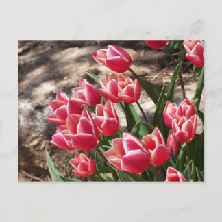 Pink Tulips Postkarte