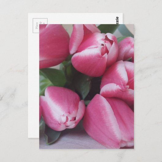 Pink Tulips Postkarte (Vorne/Hinten)