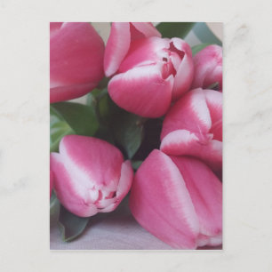 Pink Tulips Postkarte