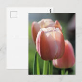 Pink Tulips Postkarte (Vorne/Hinten)
