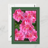 PINK TULIPS ~ Postkarte (Vorne/Hinten)