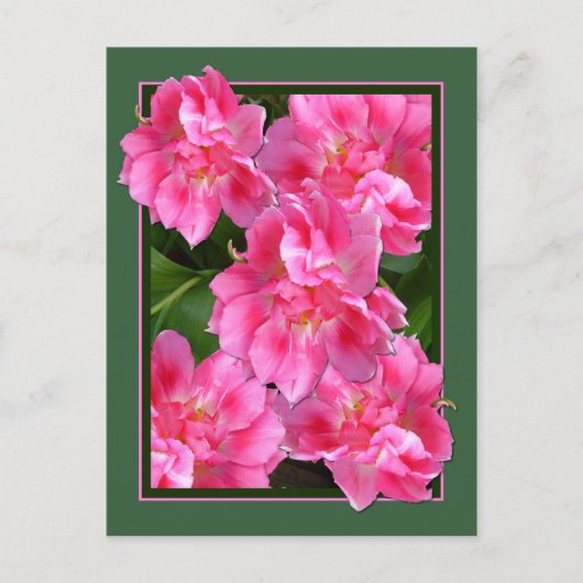 PINK TULIPS ~ Postkarte (Vorderseite)
