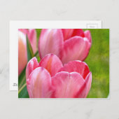 Pink Tulips Postkarte (Vorne/Hinten)