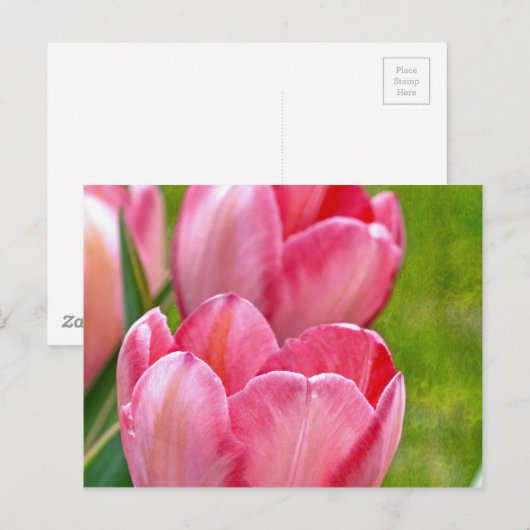 Pink Tulips Postkarte (Vorne/Hinten)