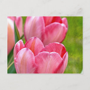 Pink Tulips Postkarte