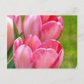 Pink Tulips Postkarte (Vorderseite)