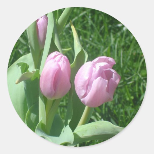 Pink Tulips Stickers (Vorderseite)