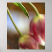 Pink Tulips Still Life Poster (Vorne)