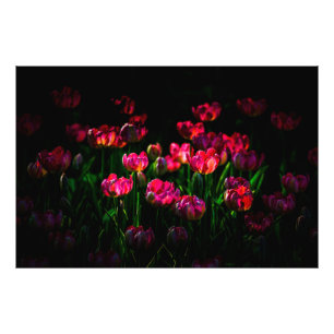 Pink-Tulpe-Blume Fotodruck