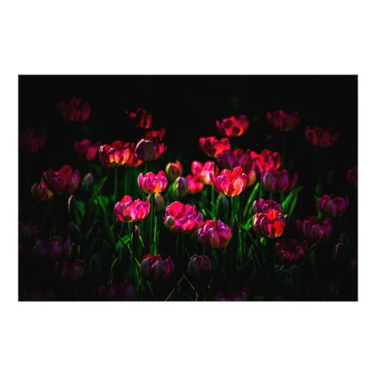 Pink-Tulpe-Blume Fotodruck (Vorne)