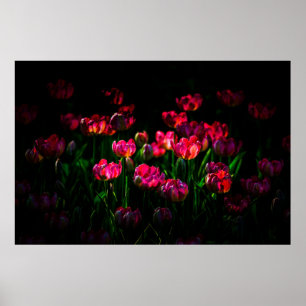 Pink-Tulpe-Blume Poster