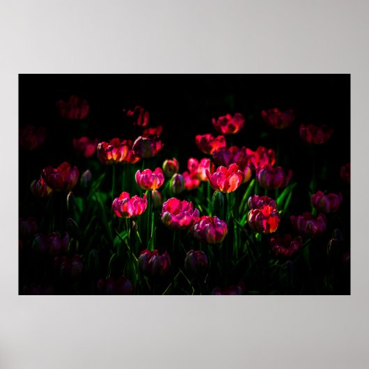 Pink-Tulpe-Blume Poster (Vorne)