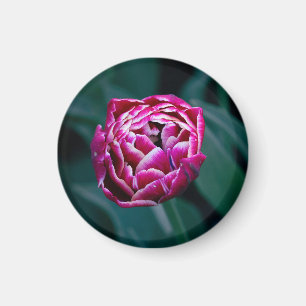 Pink-Tulpe Magnet