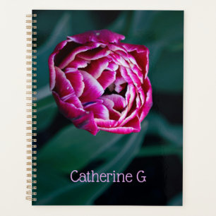 Pink-Tulpe Planer
